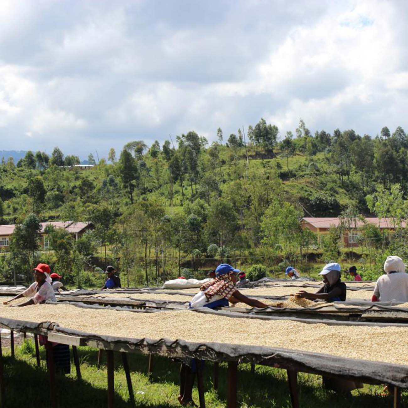 Rwanda Rushashi Wet Mill koffie