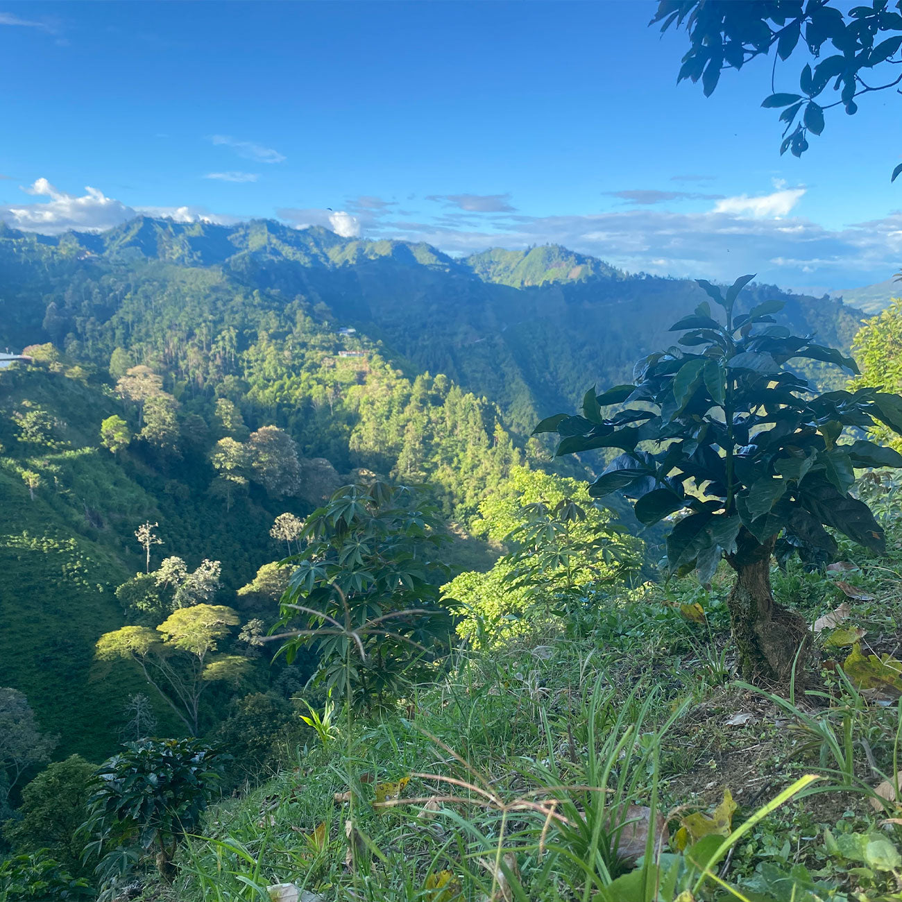 Colombia Finca Buenos Aires koffie